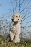 BEDLINGTON TERRIER 116